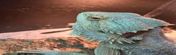 Bearded Dragon reptiles for sale: Bearded dragon and complete setup in Stowmarket - Advert 3