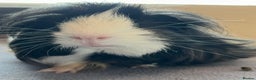 Guinea Pig rodents for sale: 2 male guinea pigs  - Advert 1