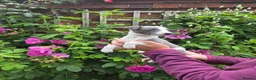 Whippet dogs for sale: KC Whippet Puppies - Advert 8