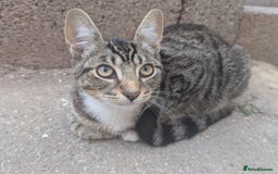 Domestic Shorthair cats for sale: Playful 4-Month-Old Kitten - Image 4
