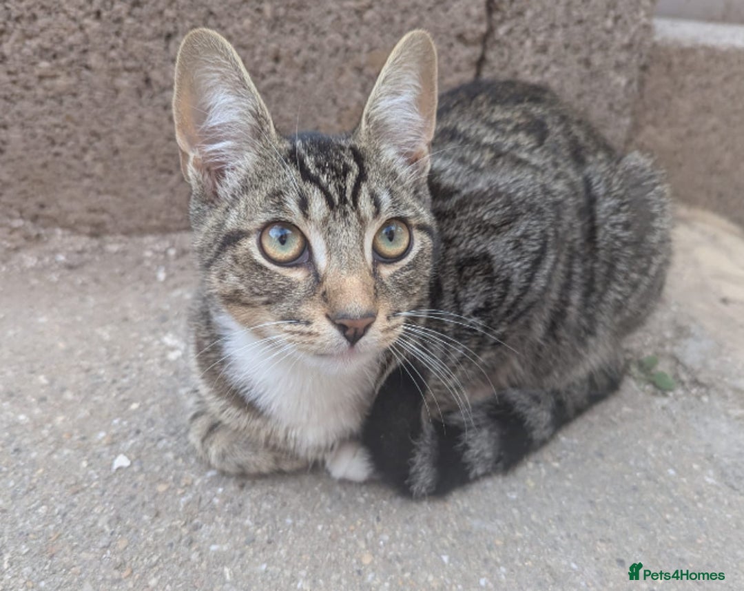 Domestic Shorthair cats for sale: Playful 4-Month-Old Kitten - Image 4