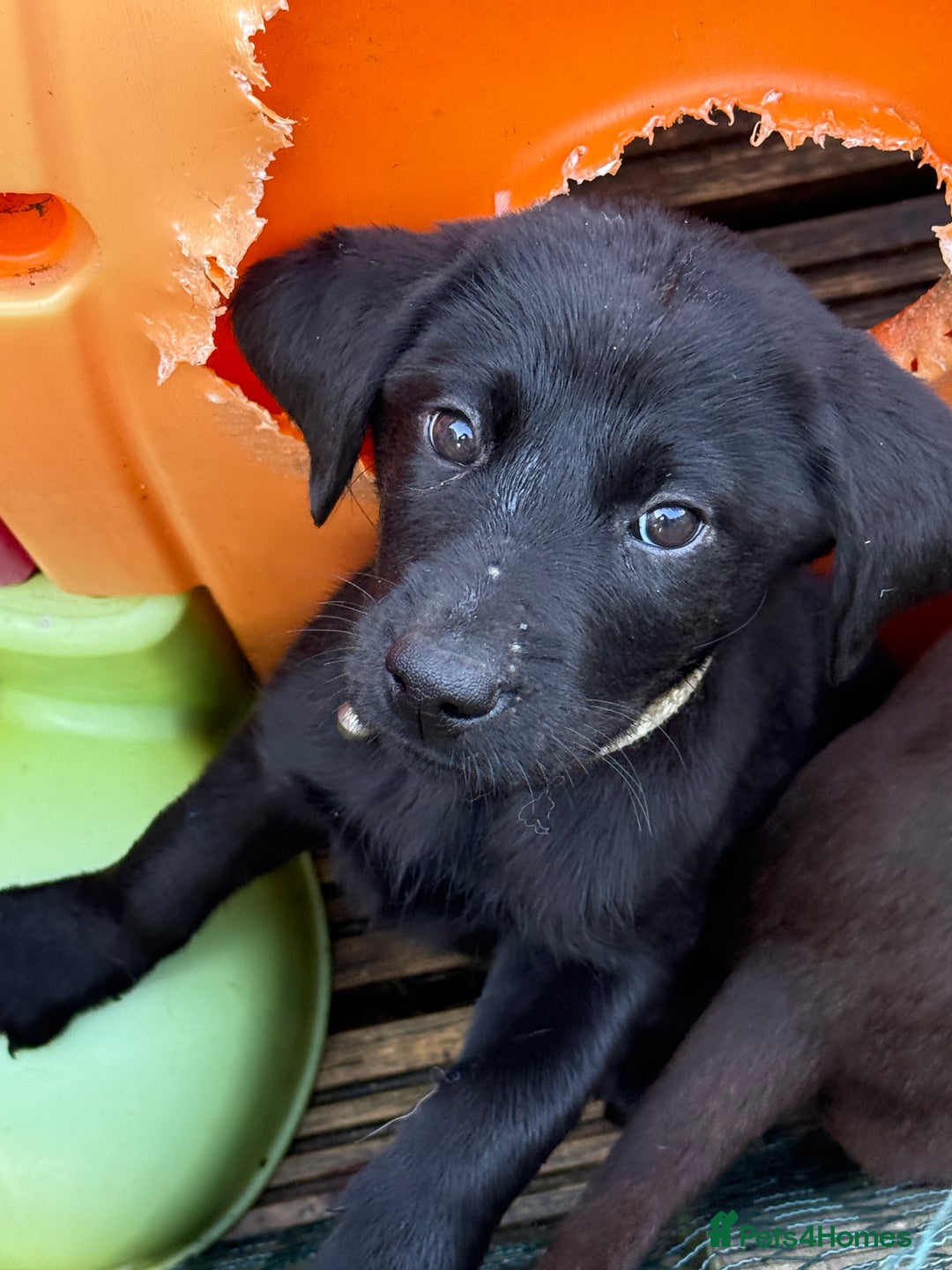 Labrador Retriever dogs for sale: Stunning Labrador puppies for sale  in Lostwithiel - Image 23