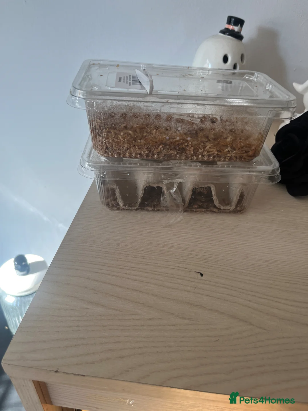 Bearded Dragon reptiles for sale: male bearded dragon and Viv set up  - Advert 8