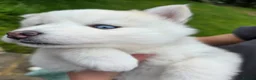 Pomsky dogs for sale: ​3 Stunning Blue-Eyed Pomsky Princesses in Addlestone - Advert 27