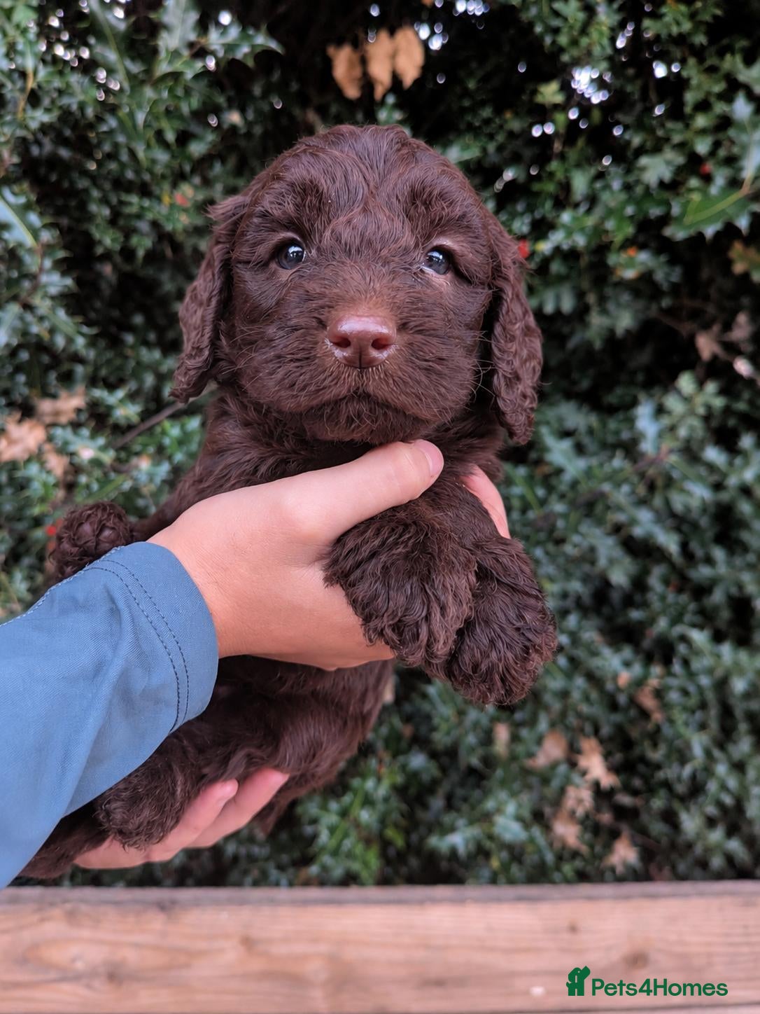 Mixed Breed dogs Beautiful Sproodle Puppies - Advert 1