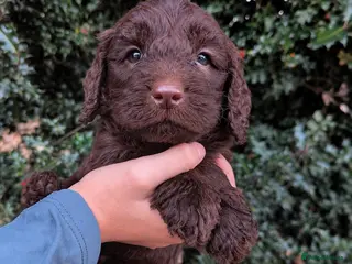 Mixed Breed dogs Beautiful Sproodle Puppies - Advert 1