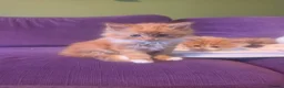Mixed Breed cats for sale: Gorgeous Main Cooon-Persian Mix Kittens  - Advert 18