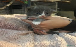 Maine Coon cats for sale: Maine coon x ragdoll  - Image 2