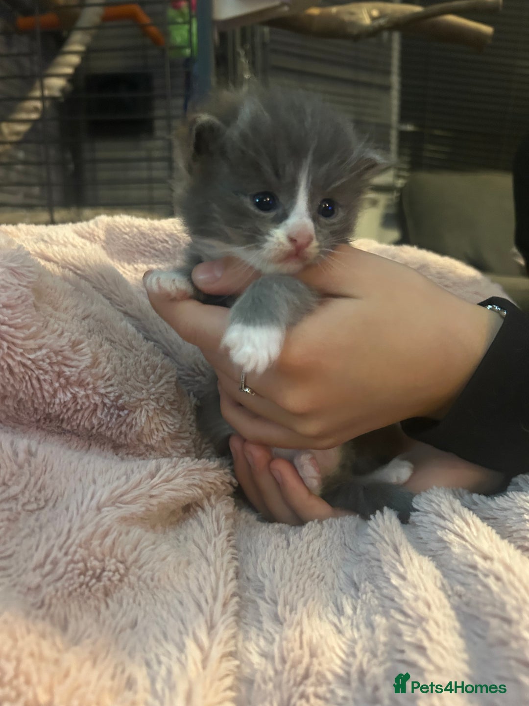 Maine Coon cats for sale: Maine coon x ragdoll  - Image 2