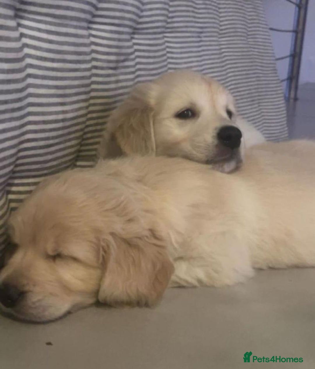 Golden Retriever dogs for sale: Beautiful littler of golden retrievers  - Advert 3