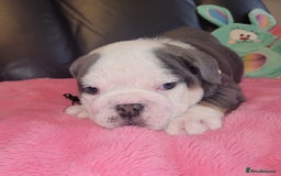 English Bulldog dogs for sale: English Bulldog puppies  - Image 15