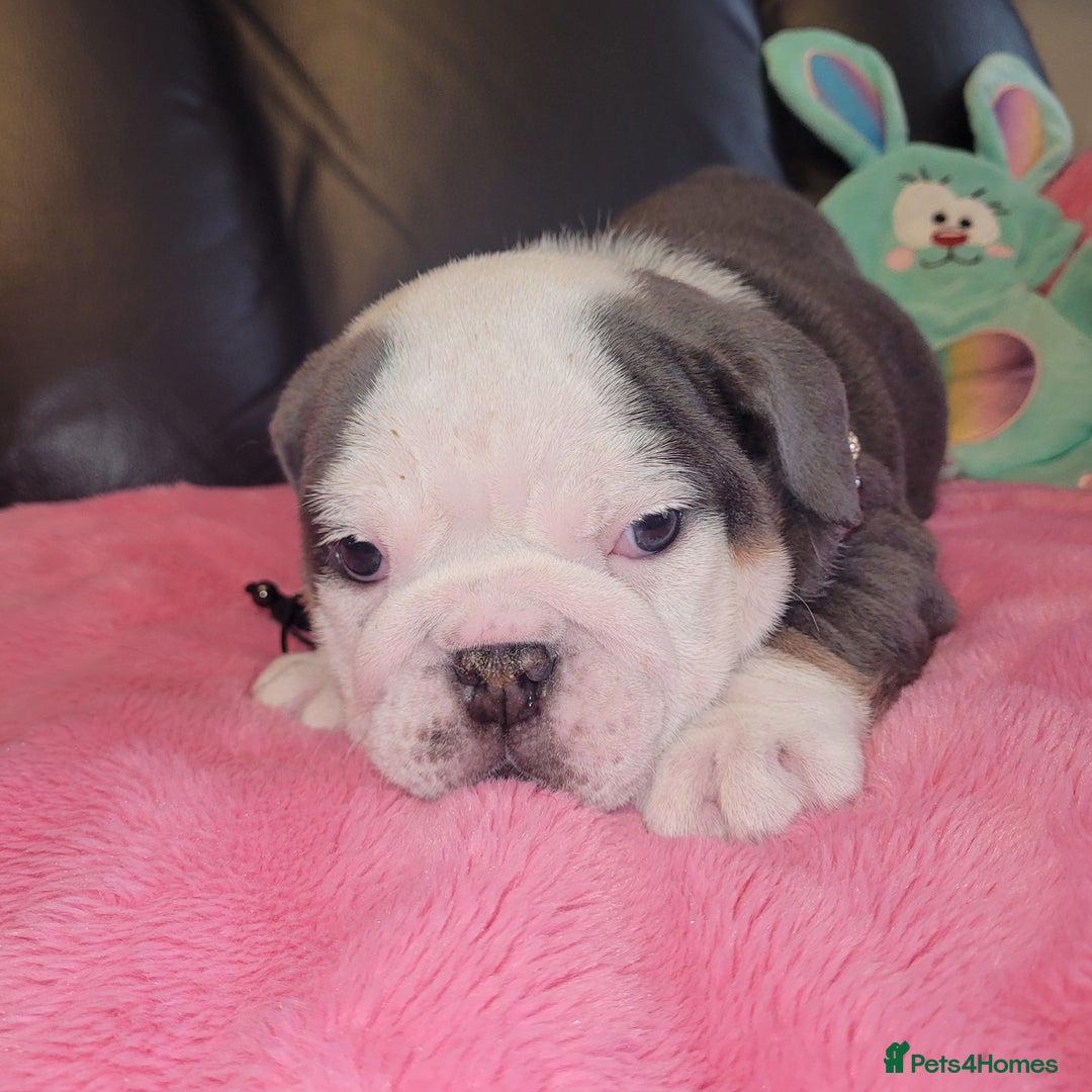 English Bulldog dogs for sale: English Bulldog puppies  - Image 15