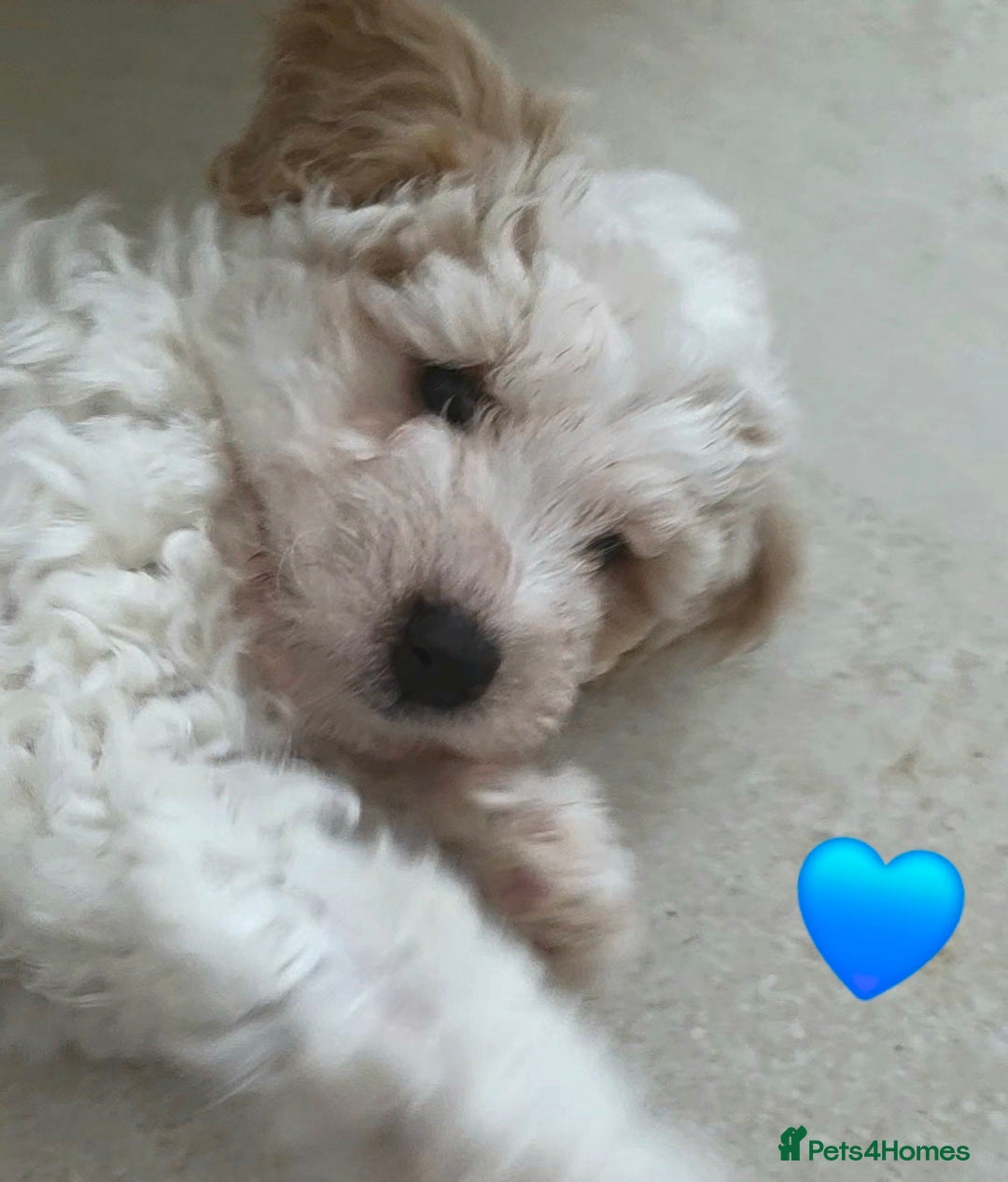 Mixed Breed dogs Maltipoo puppies  - Advert 2