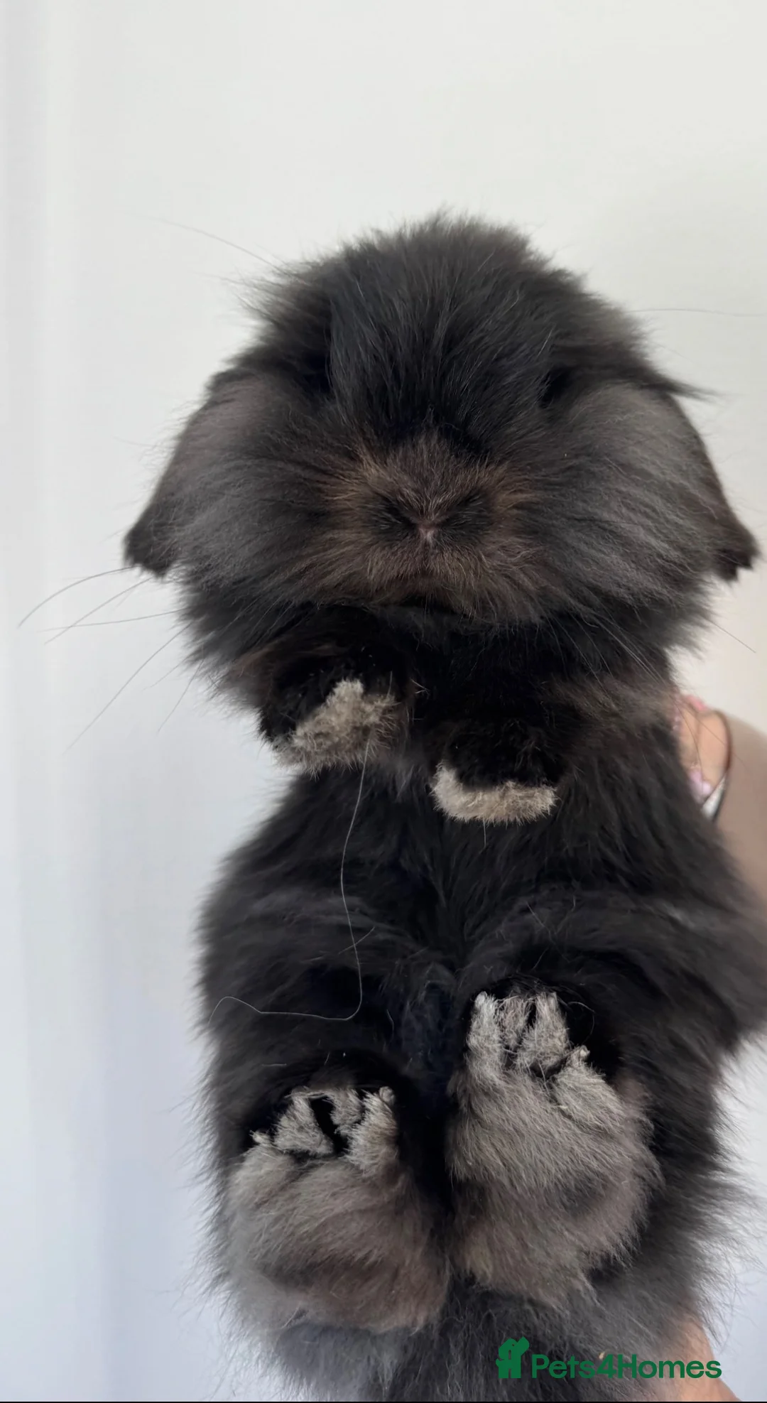 Lionhead rabbits for sale: Fluffy lionhead lop rabbit - Advert 3
