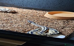 Python Snake reptiles for sale: Royal (Ball) Python  - Image 1