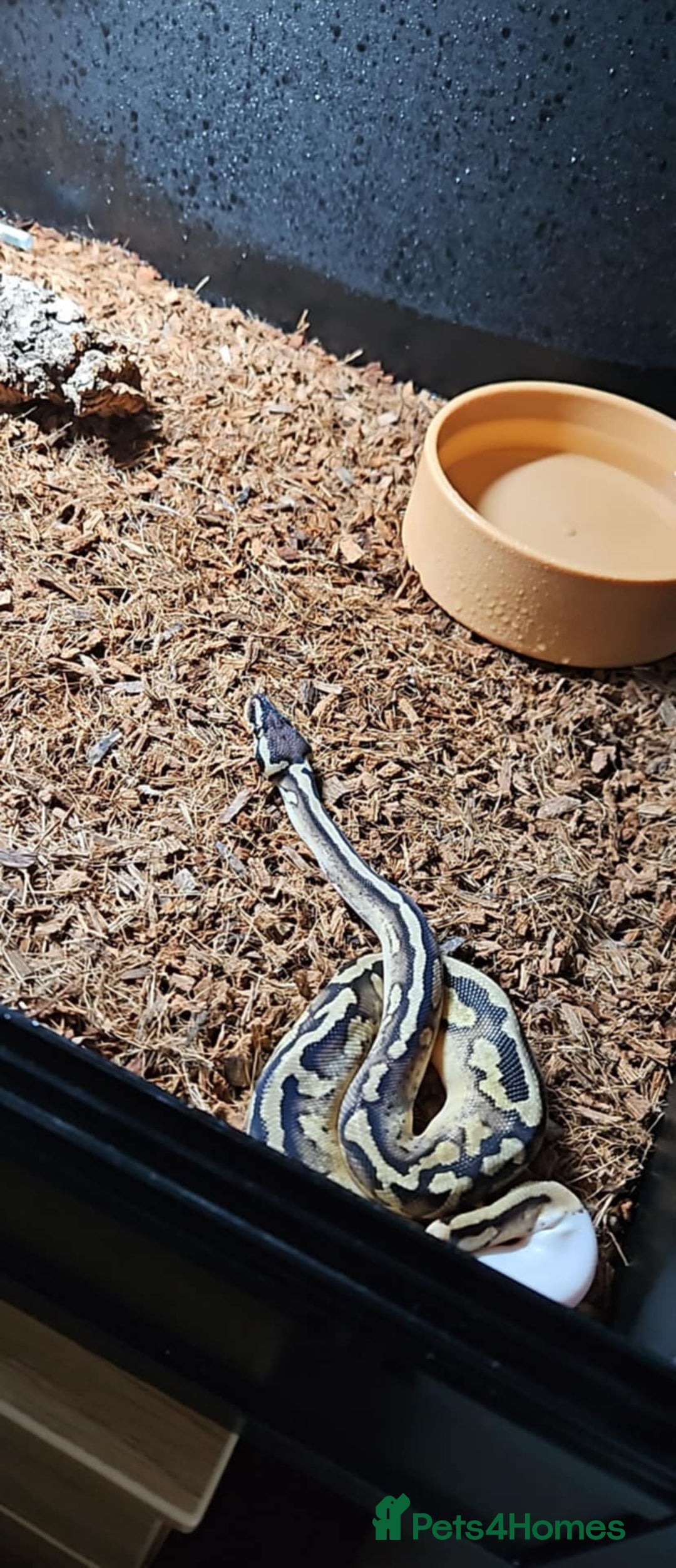 Python Snake reptiles for sale: Royal (Ball) Python  - Image 1