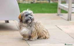 Mixed Breed dogs for adoption: Gilbert the hypoallergenic dog - Image 7