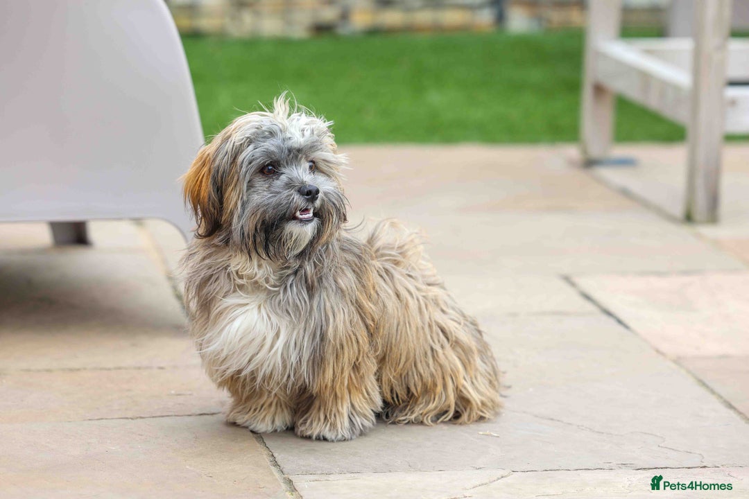 Mixed Breed dogs for adoption: Gilbert the hypoallergenic dog - Image 7