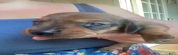 Miniature Dachshund dogs for sale:  Miniature Dachshund Puppies 🐾 in Newton Abbot - Advert 26