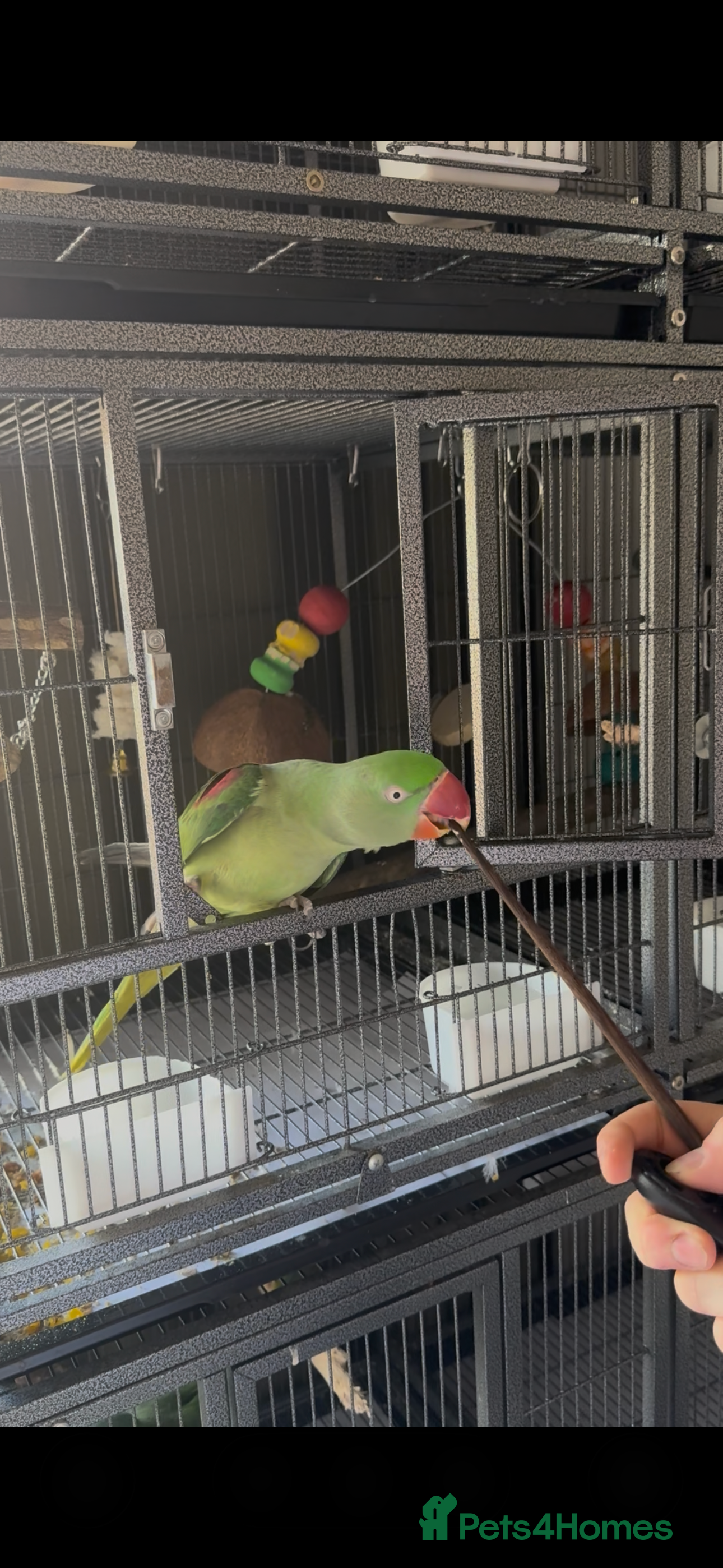 Parakeets birds Female Alexandrine Parrot/Parakeet Tamed&Trained  - Advert 2