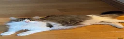 British Shorthair cats for sale: 2 lovely kittens for sale  - Advert 1