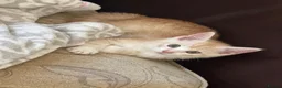 Mixed Breed cats for sale: Beautiful male cat - Advert 3