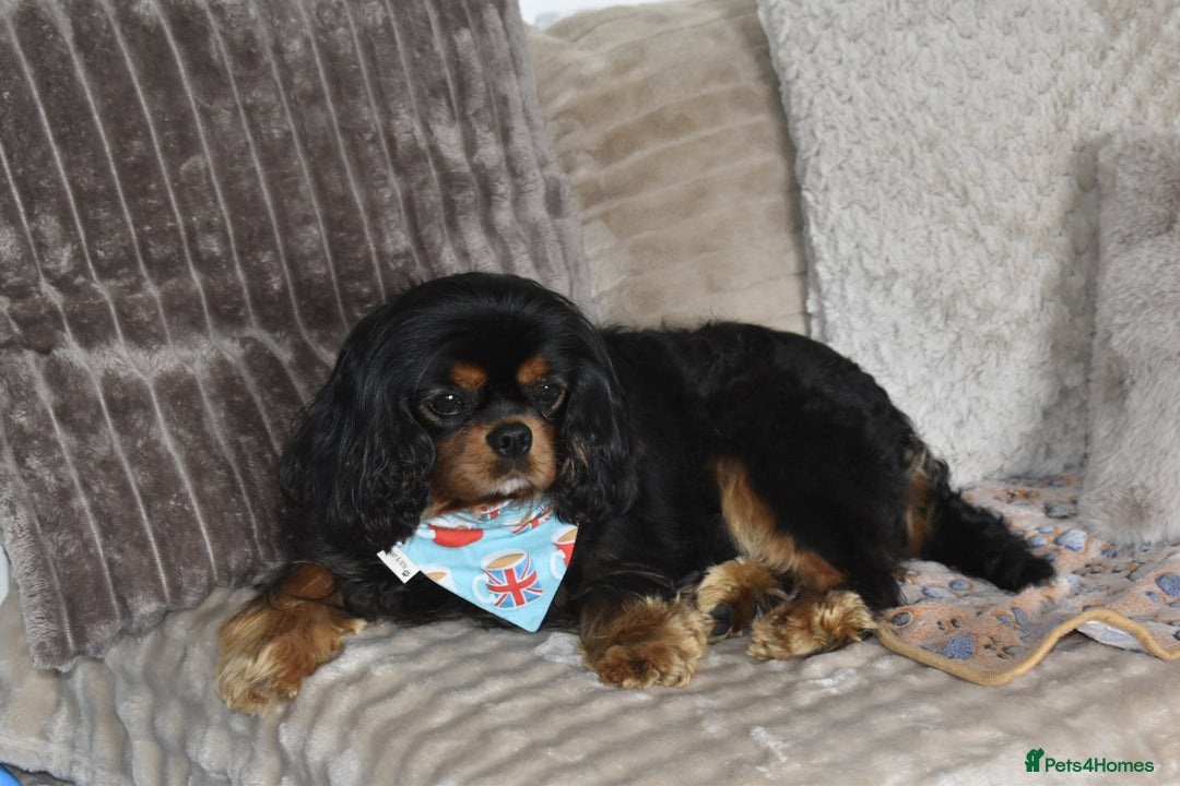 Cavalier King Charles Spaniel dogs for sale: Cavalier King Charles Spaniel puppies - Image 10