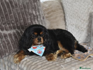 Cavalier King Charles Spaniel dogs - Advert 11