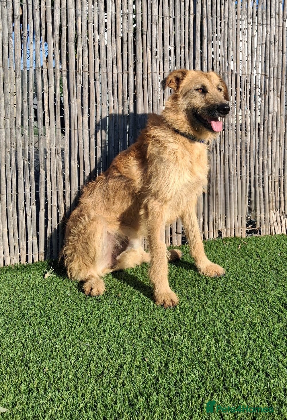 Mixed Breed dogs Urgent 🚨 Can you please offer me a home 🏡  - Advert 9