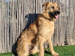 Mixed Breed dogs Urgent 🚨 Can you please offer me a home 🏡 - Advert 2