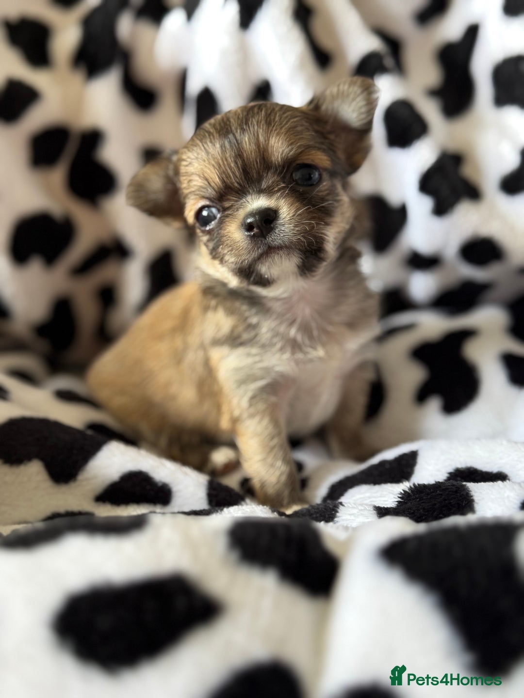 Chihuahua dogs for sale: Last show quality KC long coat Boy  - Advert 6