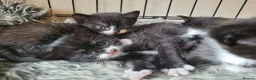 Mixed Breed cats for sale: 5 beautiful kittens - Advert 3