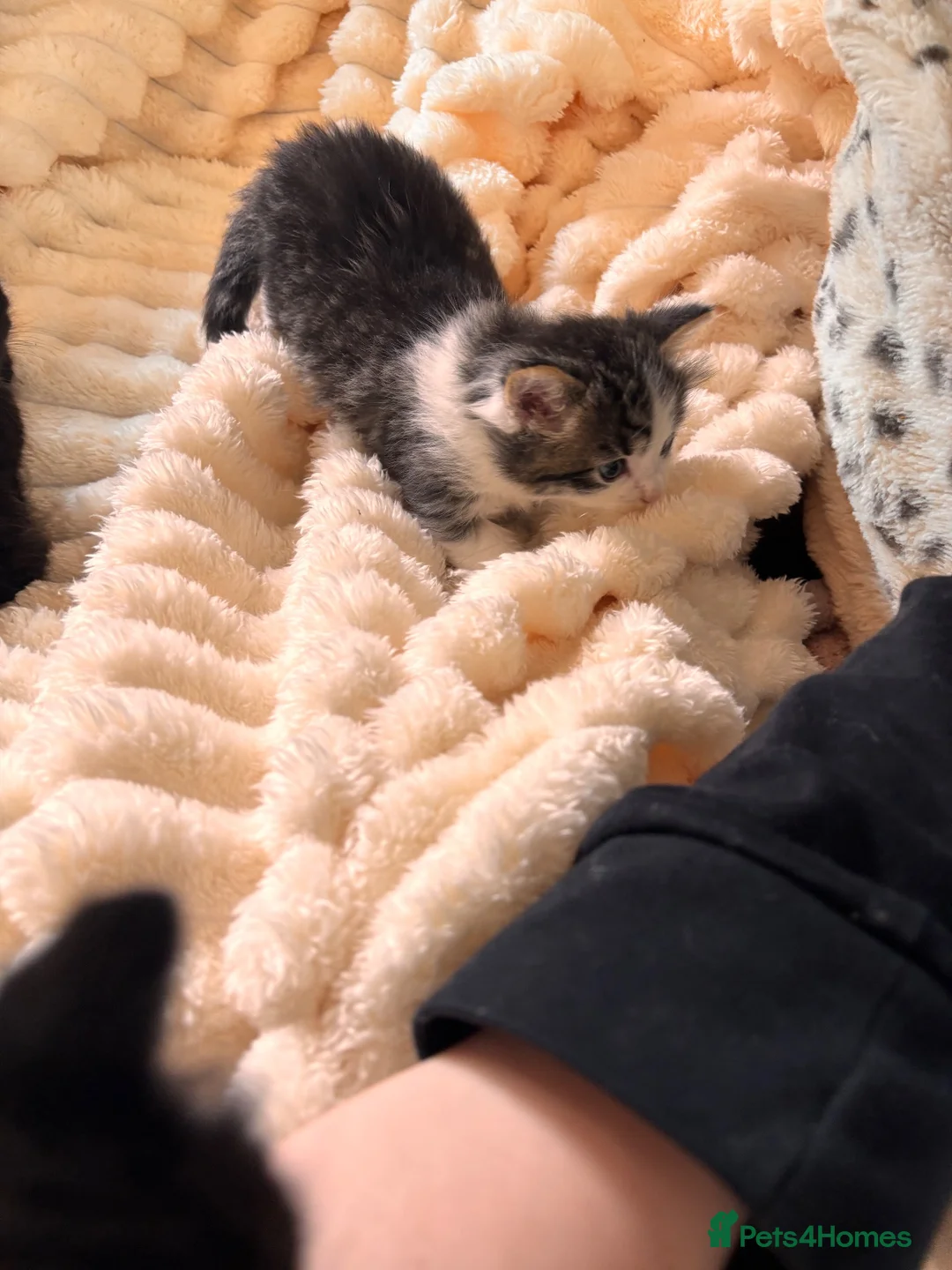 Mixed Breed cats for sale: Beautiful Kittens  in Dartmouth - Advert 2
