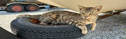 Bengal cats for sale: Beautiful Bengal/Siamese Cross for sale - Advert 3