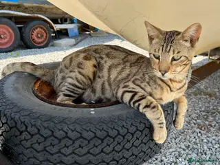 Bengal cats Beautiful Bengal/Siamese Cross for sale - Advert 1