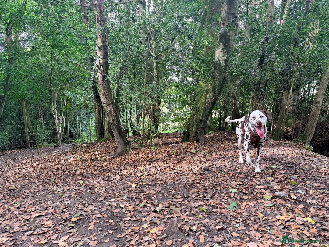Dalmatian dogs for stud: 🐾 DAVID | DALMATIAN STUD in Ebbw Vale - Advert 2