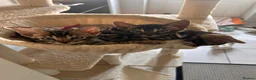 Bengal cats for sale: Beautiful Bengal Kittens - Advert 9