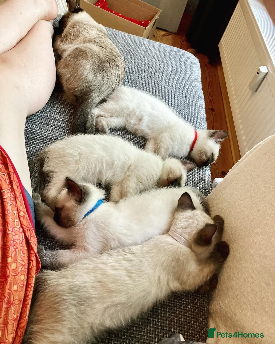 Siamese cats for sale: FULL Litter-trained SIAMESE kittens - Image 2