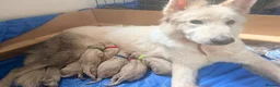 White Swiss Shepherd dogs for sale: White Swiss Shepherd Puppies 🐶 3 BOYS / 3 GIRLS - Advert 2