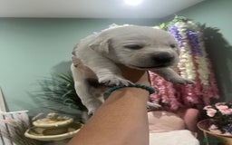 Goldador dogs for sale: Puppies- Goldadors (Golden retriever) (Labrador)  - Image 8