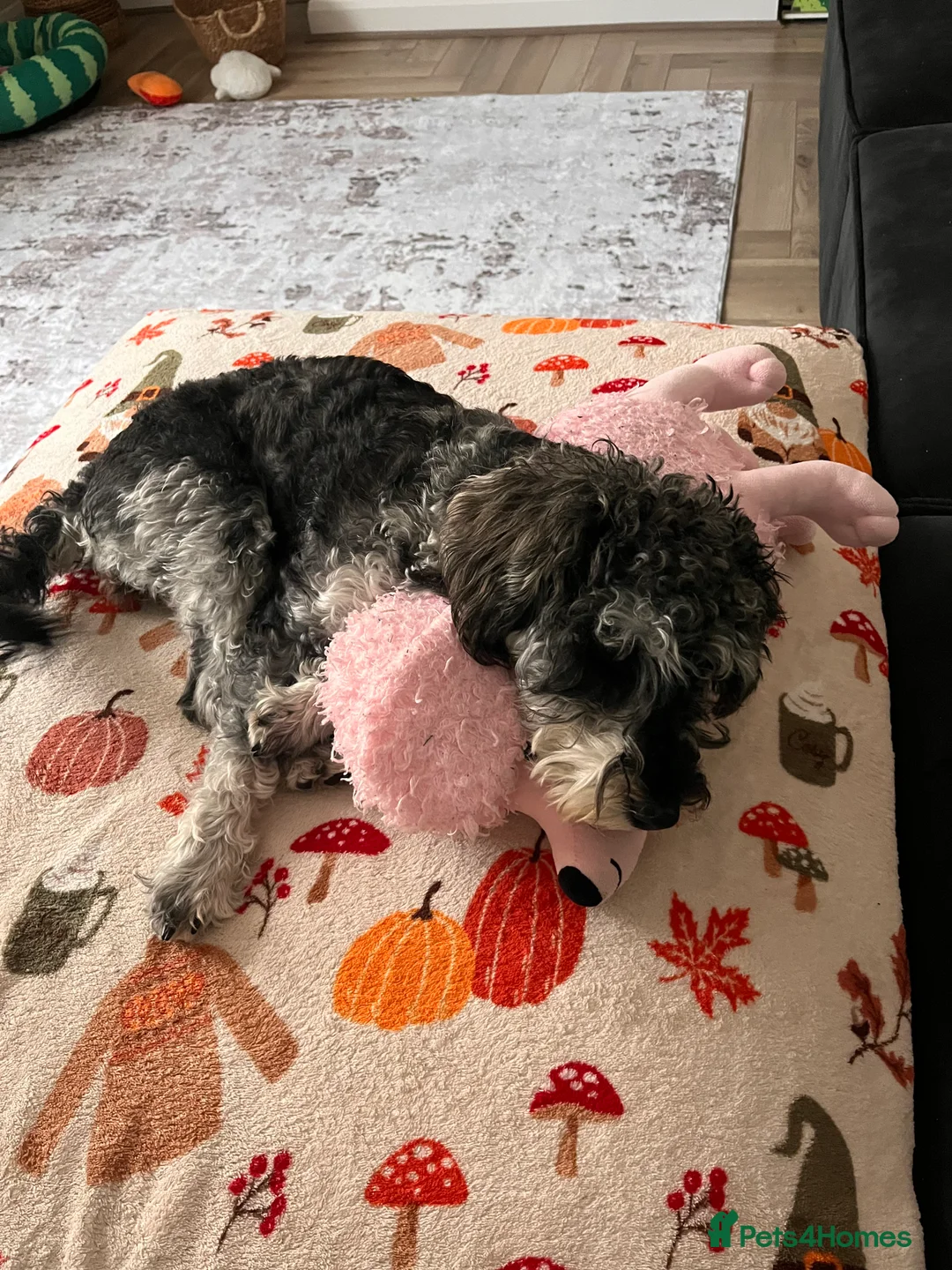 Schnoodle dogs for sale: Schnoodle for sale - Advert 4