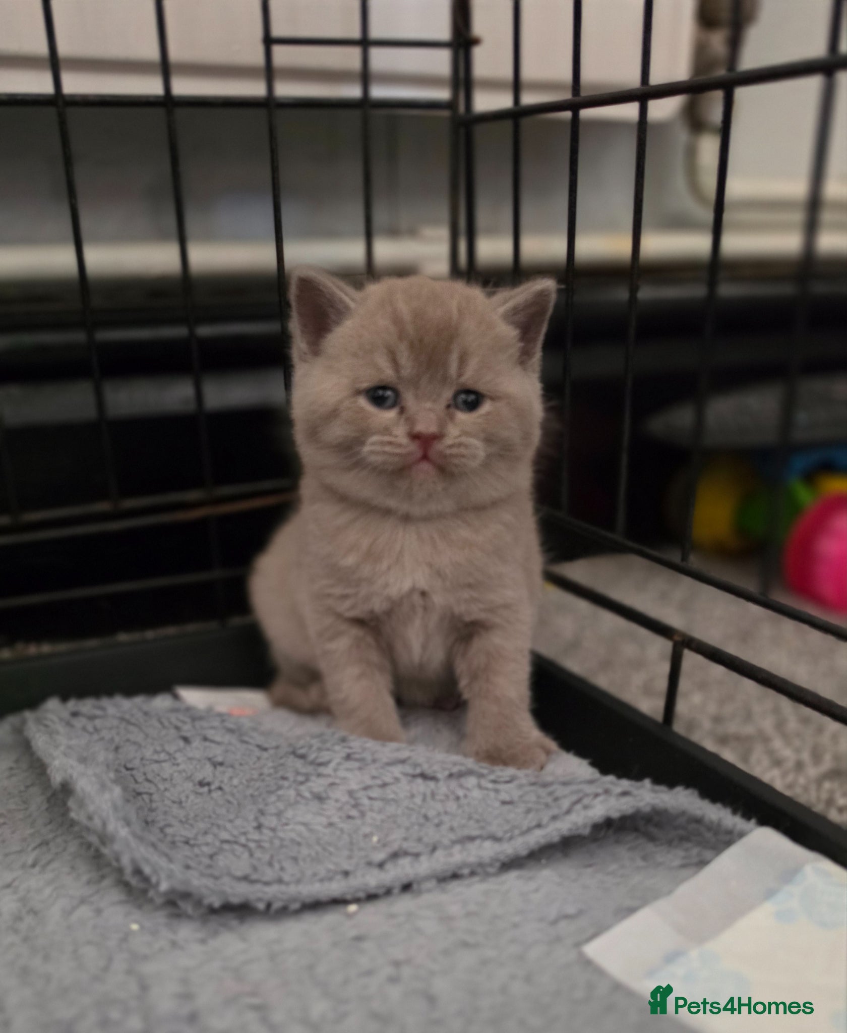 British Shorthair cats ​GCCF Registered(Active) British shorthair - Advert 17