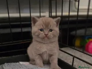 British Shorthair cats GCCF Registered(Active) British shorthair - Advert 17