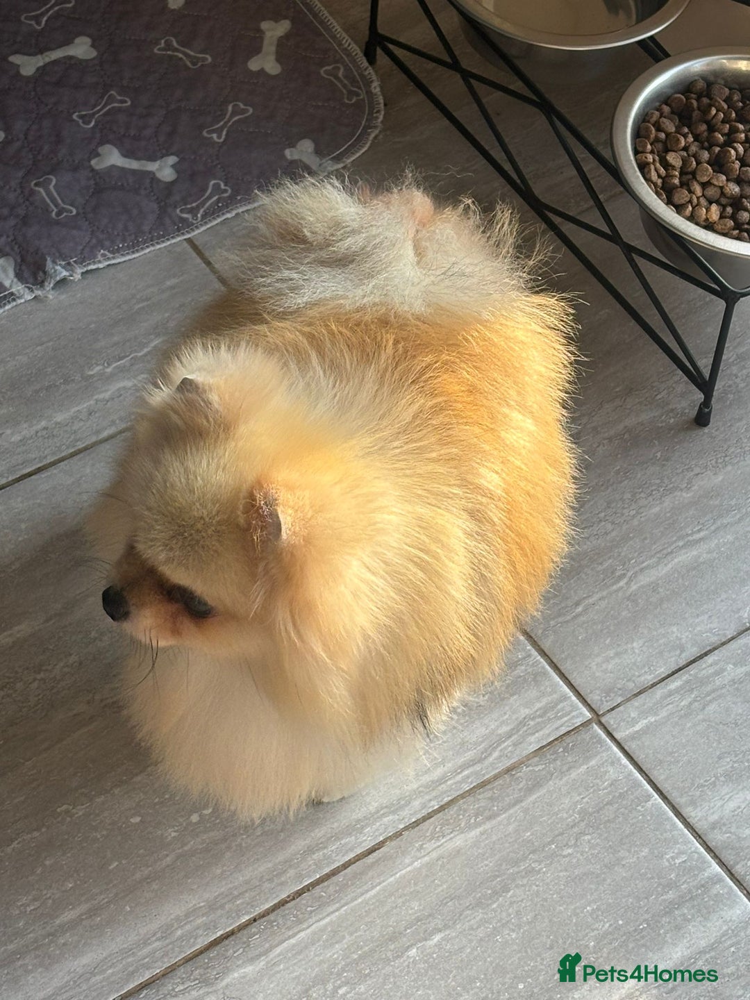 Pomeranian dogs for sale: Stunning Cream Girl for sale - Advert 3