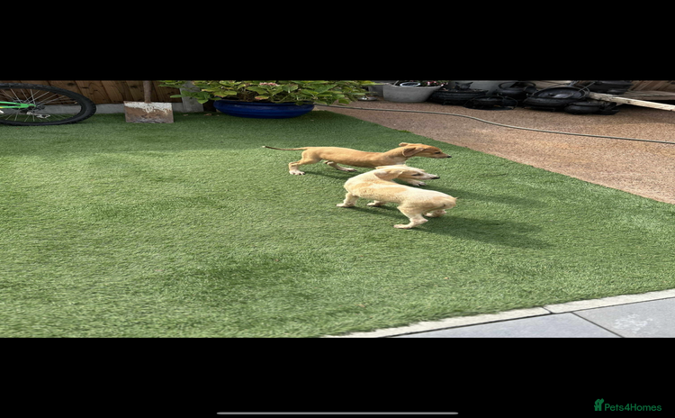 Lurcher dogs - Advert 1