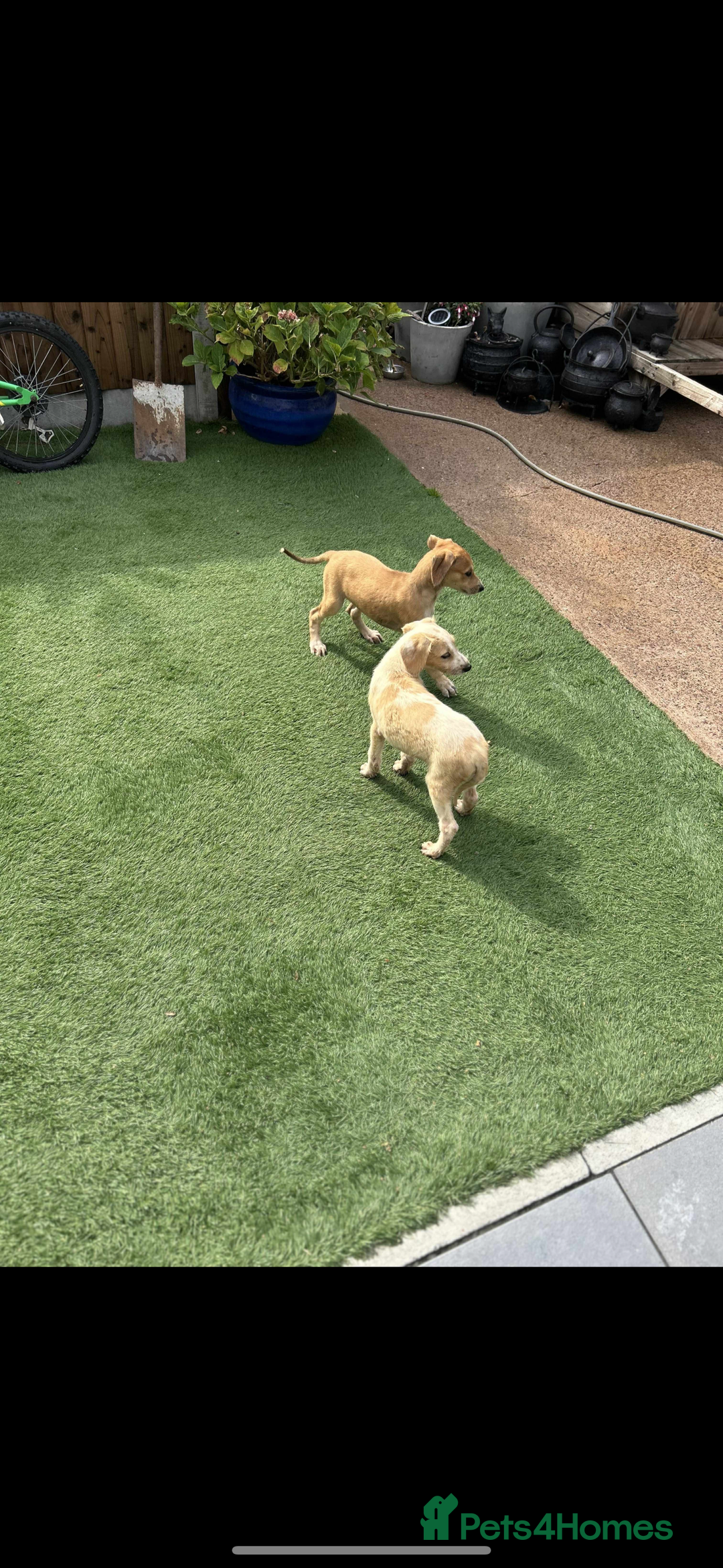 Lurcher dogs for sale: Beautiful Lurcher Puppies – Well Bred, Ready Now! - Image 1