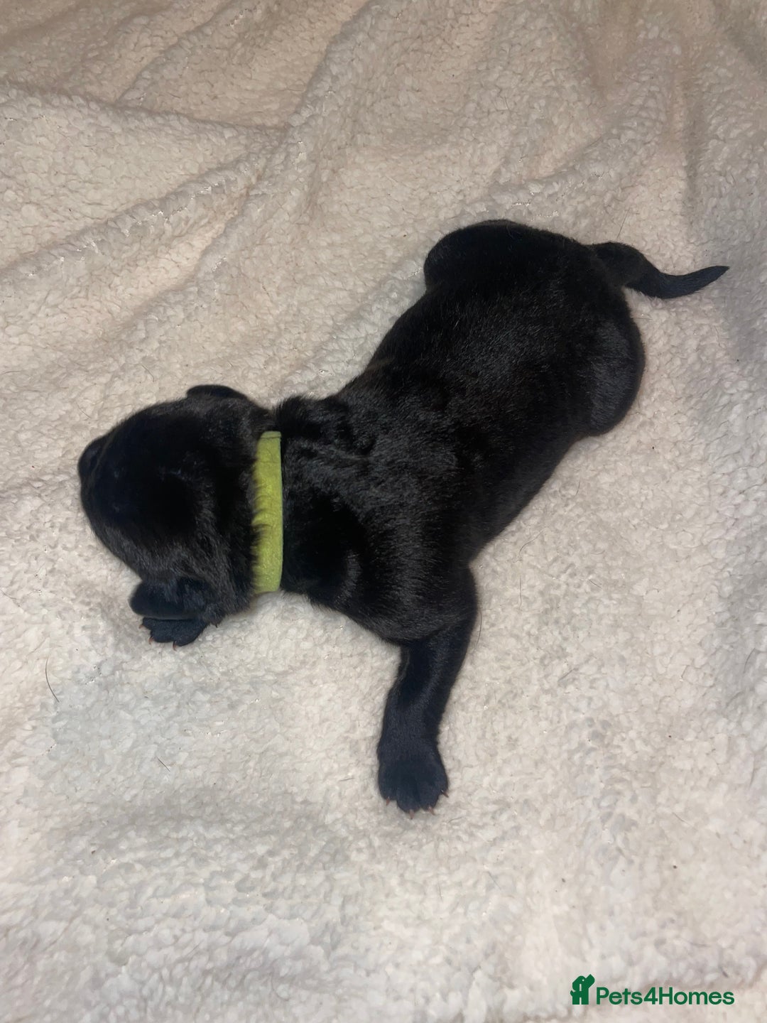 Cane Corso dogs for sale: Harlequin cane corso x pedigree cane corso puppies - Advert 28