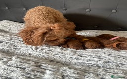 Toy Poodle dogs for sale: Toy poodle puppies - Advert 5