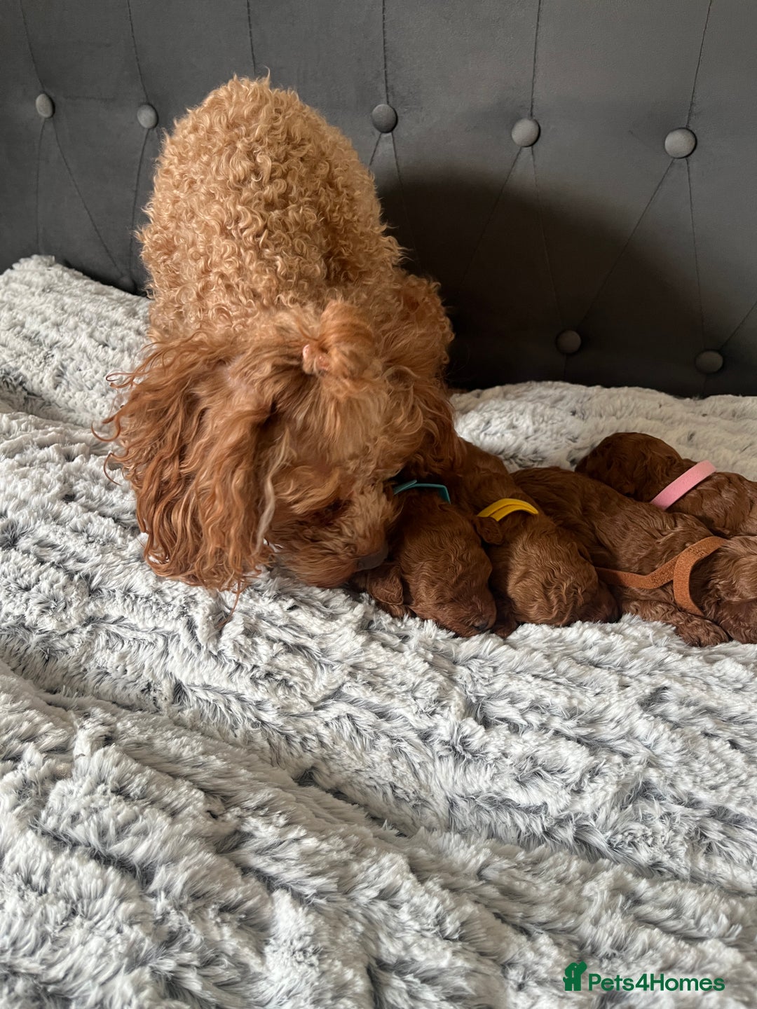 Toy Poodle dogs for sale: Toy poodle puppies - Advert 5