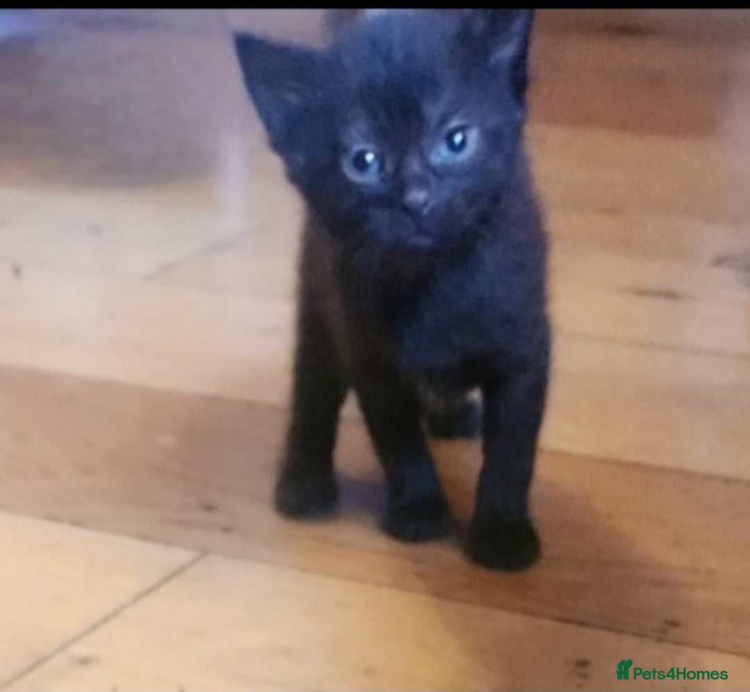 Mixed Breed cats for sale: Beautiful mixed kittens - Image 9